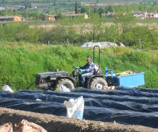 Asparagi bianchi