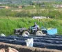 Asparagi bianchi