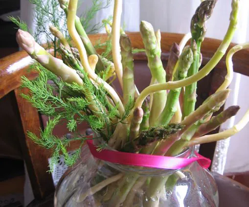 Asparagi bianchi