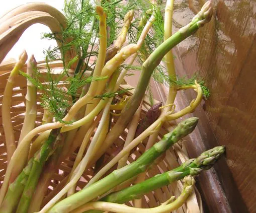 Asparagi bianchi