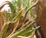 Asparagi bianchi