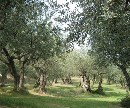 Olio Extra Vergine d'Oliva