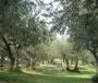 Olio Extra Vergine d'Oliva