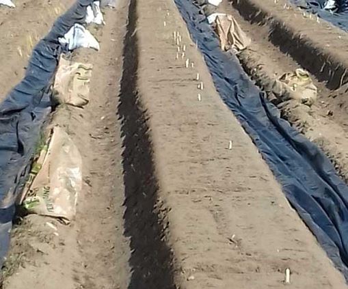 Inizio stagione 2022 raccolta  asparago bianco 