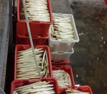dove vanno consumati gli asparagi LOTTO GABRIELE