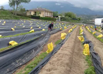 presso lo spaccio i migliori asparagi