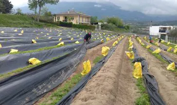 presso lo spaccio i migliori asparagi
