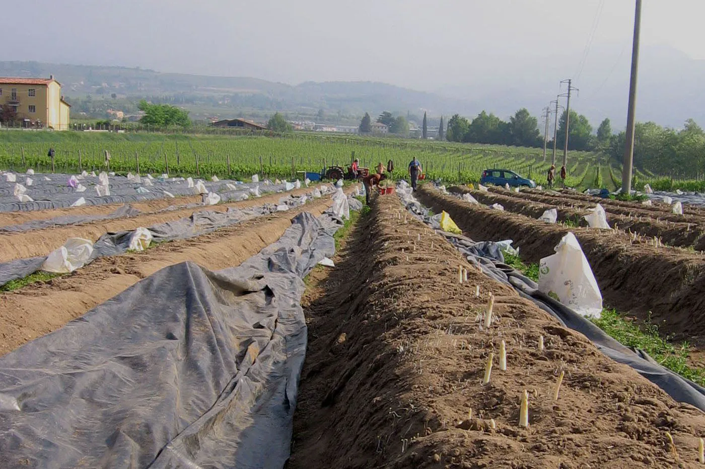 Azienda Agricola Lotto Gabriele